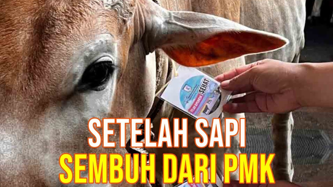 
                                 Sapi-PMK-Sembuh-Total
